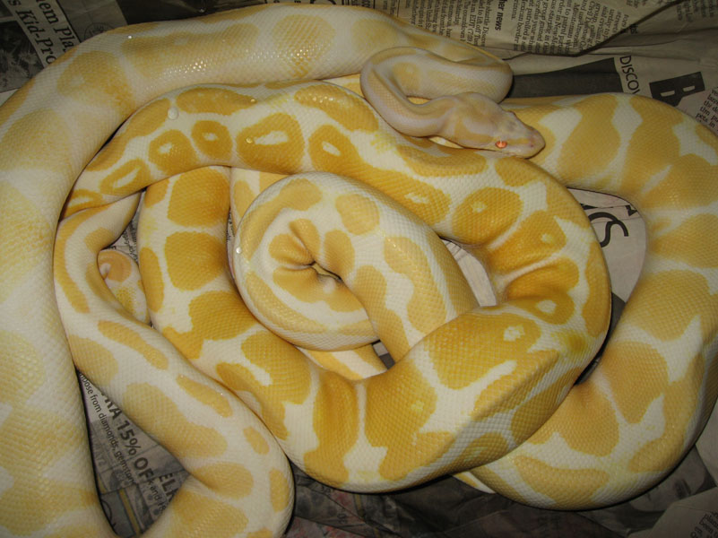 albino variations