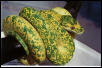 Lemon 1995 male owned by Turmezie