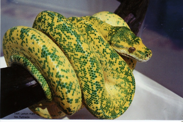 Lemon 1995 male owned by Turmezie