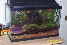10 GAL. DART FROG TANK