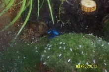 BLUE DART FROG