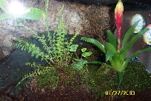 viv#2