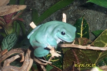 Jabba