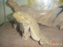 Homer sleeping