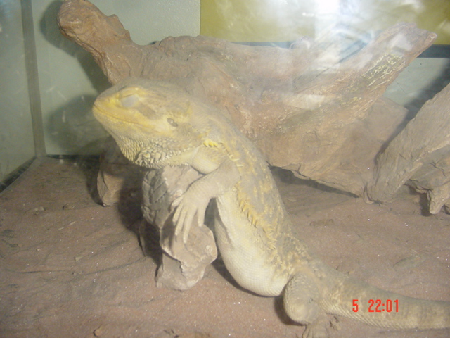 Homer sleeping