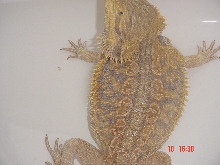 my dragon homer