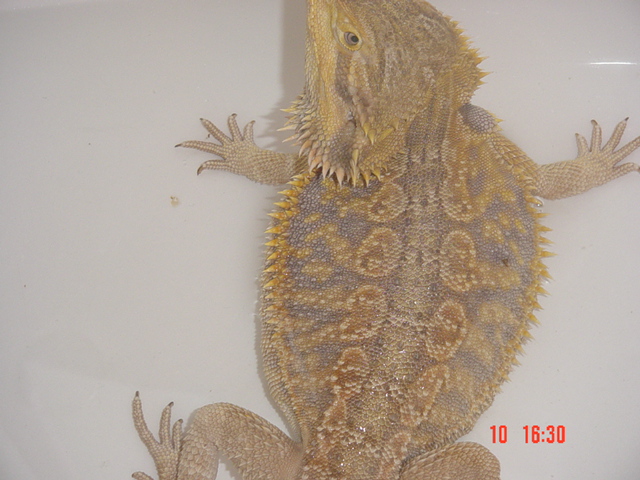 my dragon homer