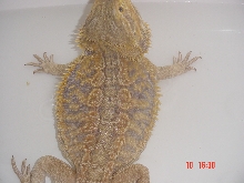 my dragon homer