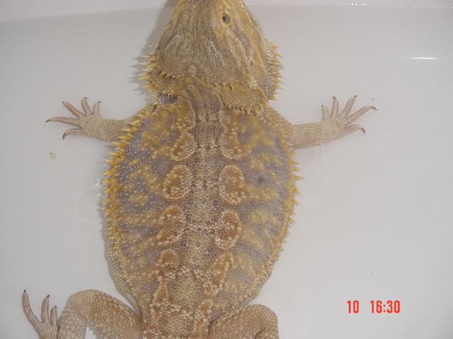 my dragon homer
