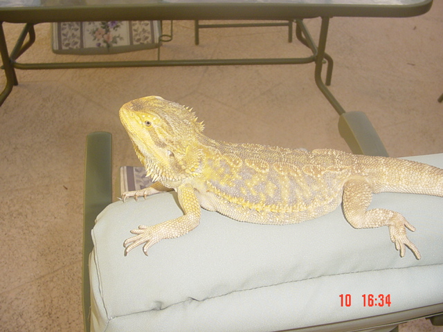 my dragon homer