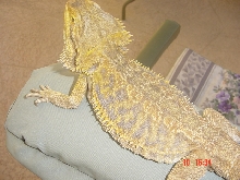 my dragon homer