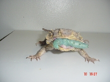my dragon eating a goliath hornworm