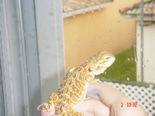 My new female