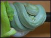 green tree python