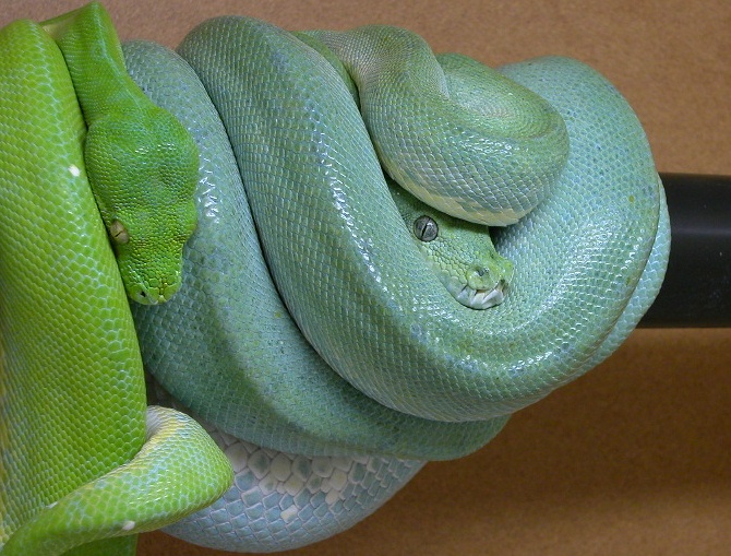 green tree python
