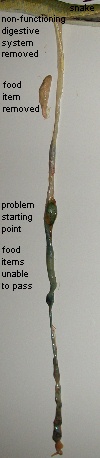 Non-functioning digestive system, import gtp