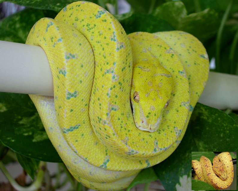 high yellow Lemon to high yellow Lemon offspring