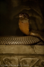 kingsnake.com staff visit the St. Augustine Zoological Park and Alligator F