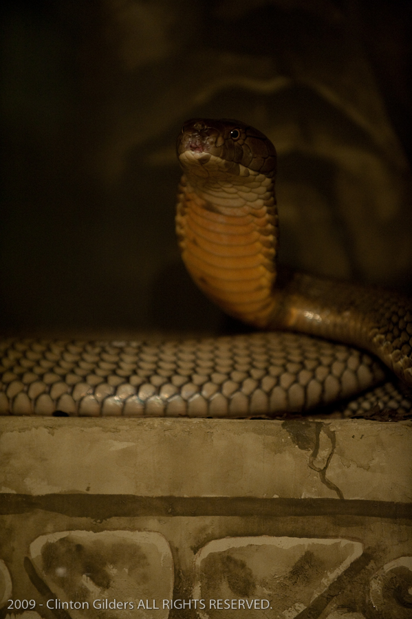 kingsnake.com staff visit the St. Augustine Zoological Park and Alligator F