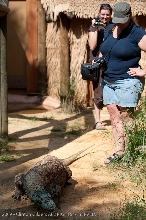 kingsnake.com staff visit the St. Augustine Zoological Park and Alligator F