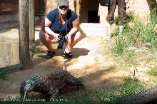 kingsnake.com staff visit the St. Augustine Zoological Park and Alligator F