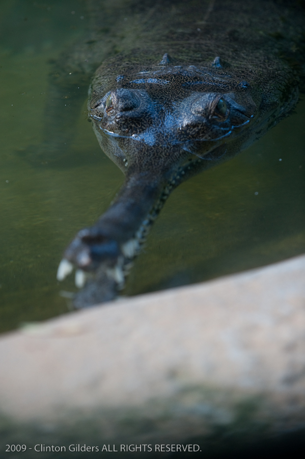 kingsnake.com staff visit the St. Augustine Zoological Park and Alligator F