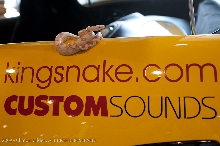 kingsnake.com' Reptile Powered Racecar at the 2009 NRBE