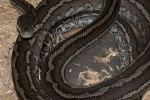 Tri Striped Coastal Carpet