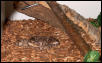 Copperheads