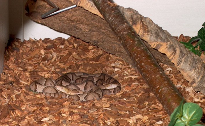 Copperheads