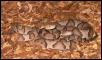 Copperheads