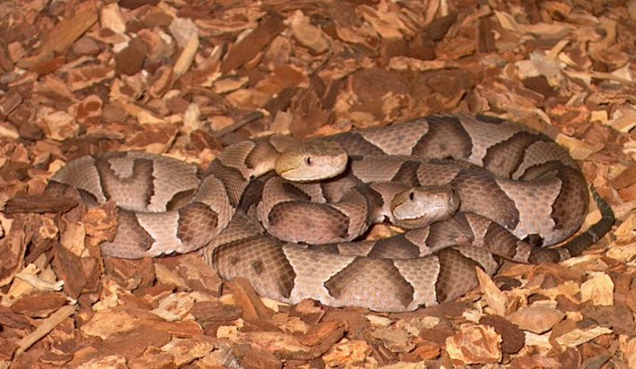 Copperheads