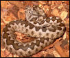 Sand Adder