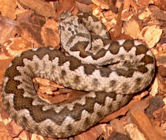 Sand Adder