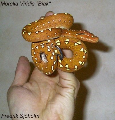 Morelia Viridis "biak"