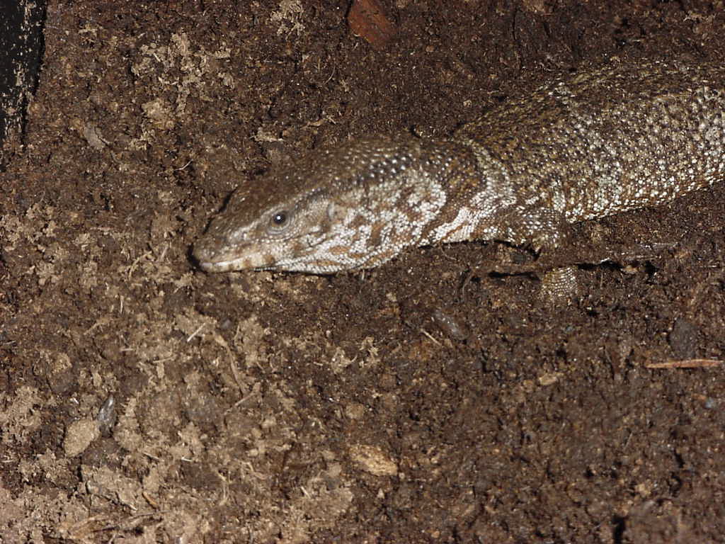 Dumeril´s Monitor