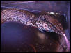 Varanus Dumerillii