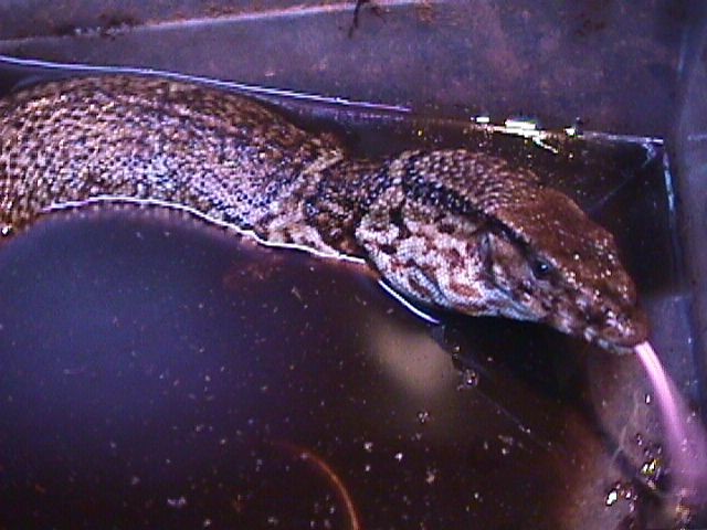 Varanus Dumerillii