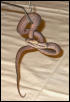 Treeboa
