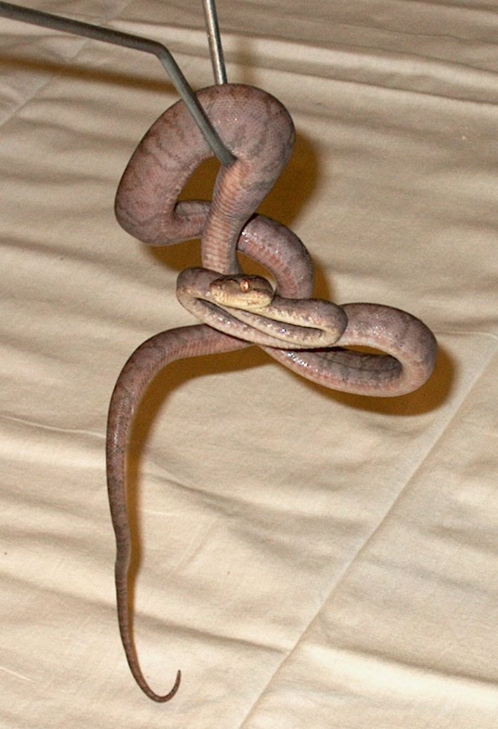 Treeboa