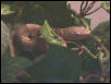 Copperhead