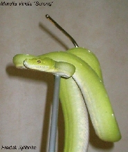 Morelia Viridis "Sorong"