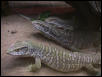 Savannah Monitors