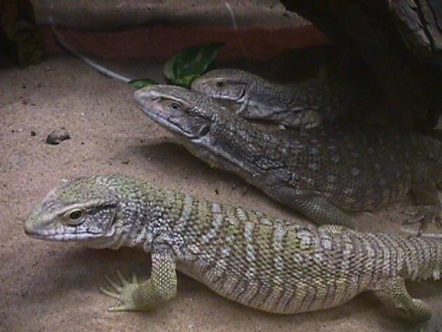 Savannah Monitors