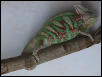 Veild Chameleon