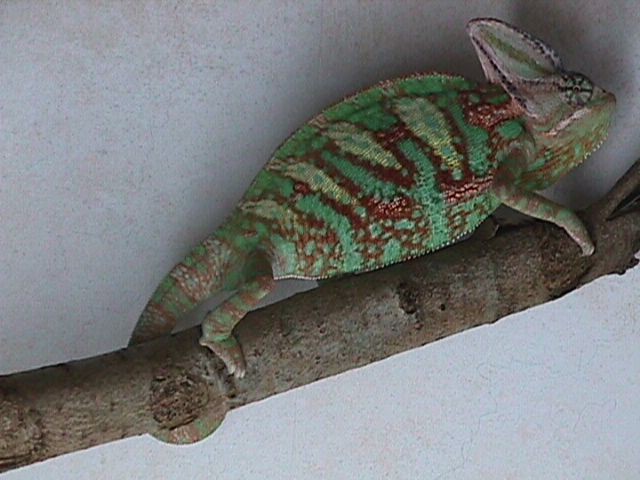 Veild Chameleon