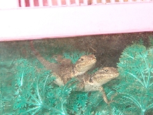 Blue Spiny Babies