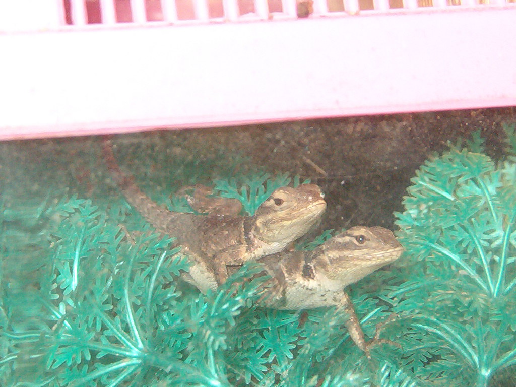 Blue Spiny Babies
