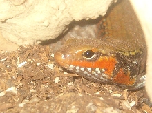 Fire Skink