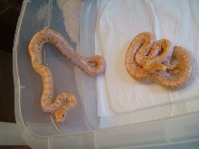Albino Python1